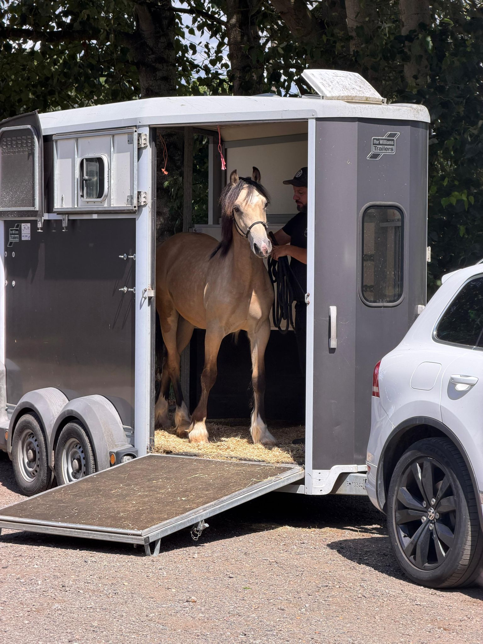 A horse standing calmly in a trailer during loading training